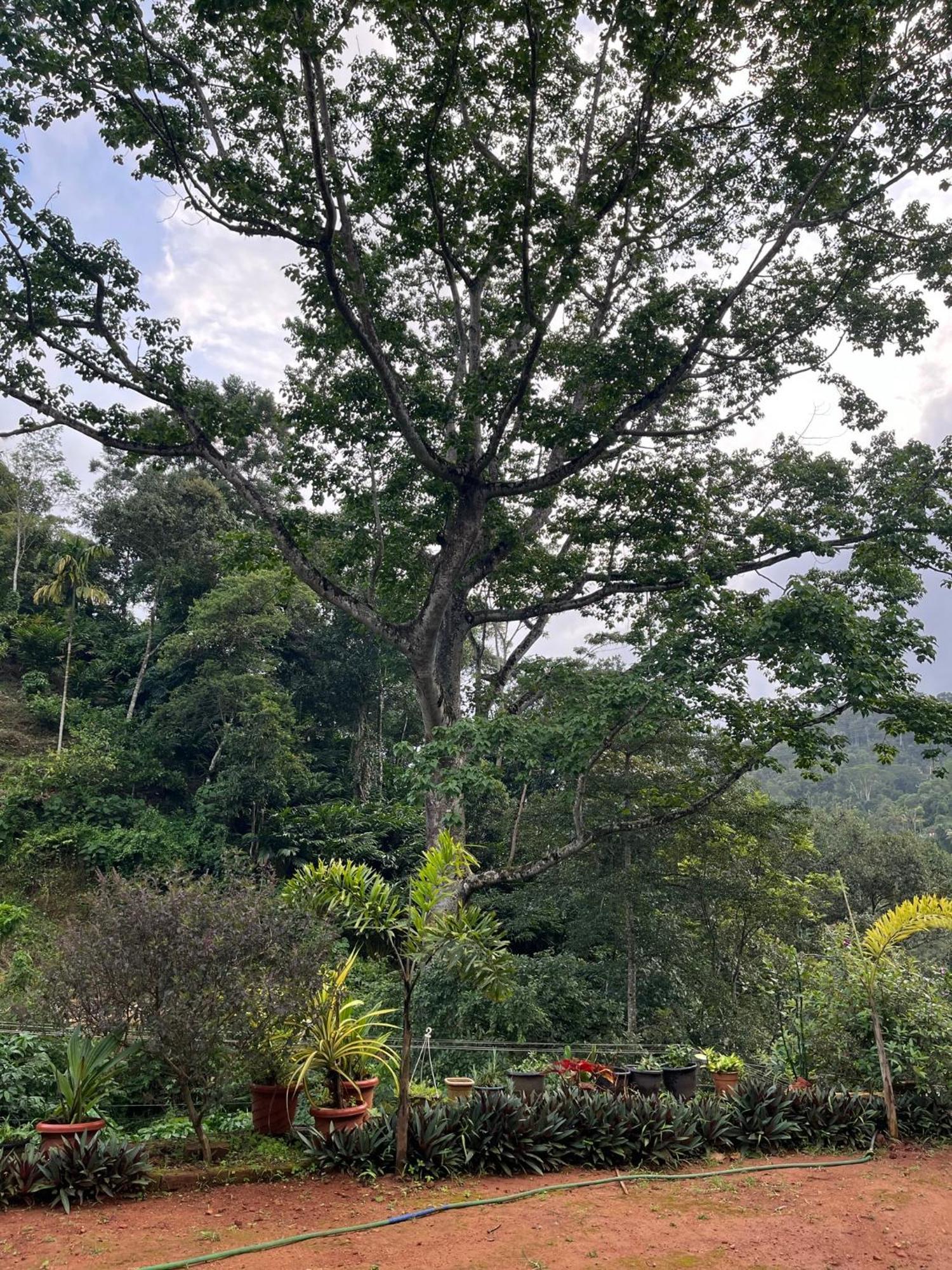 Mount Court Munnar Hotel Екстериор снимка