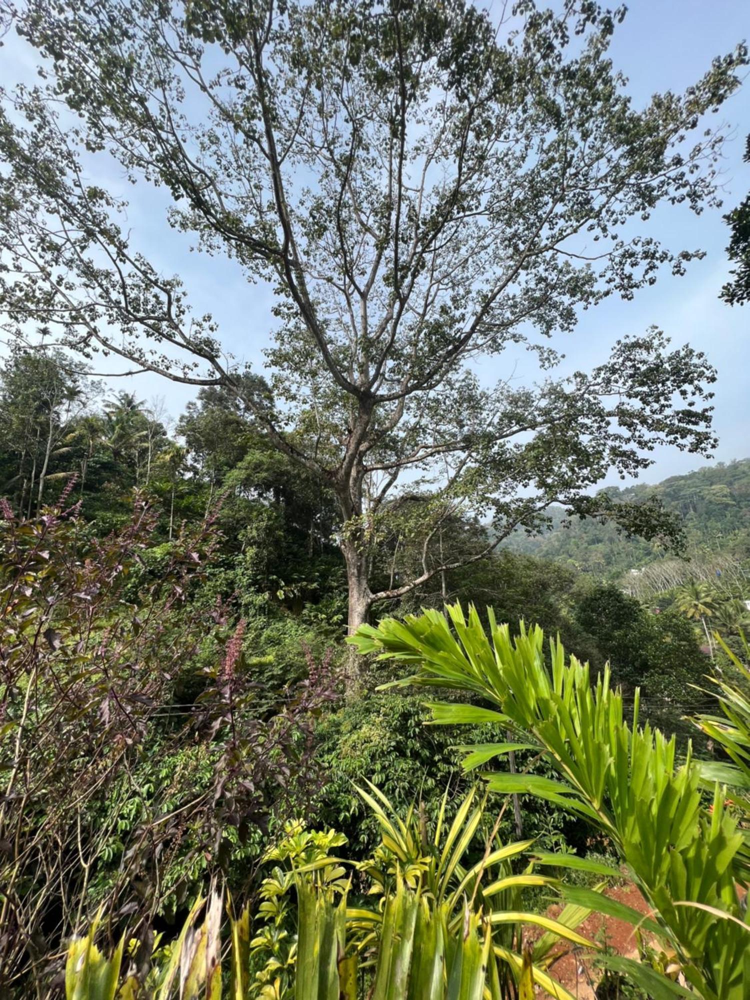 Mount Court Munnar Hotel Екстериор снимка